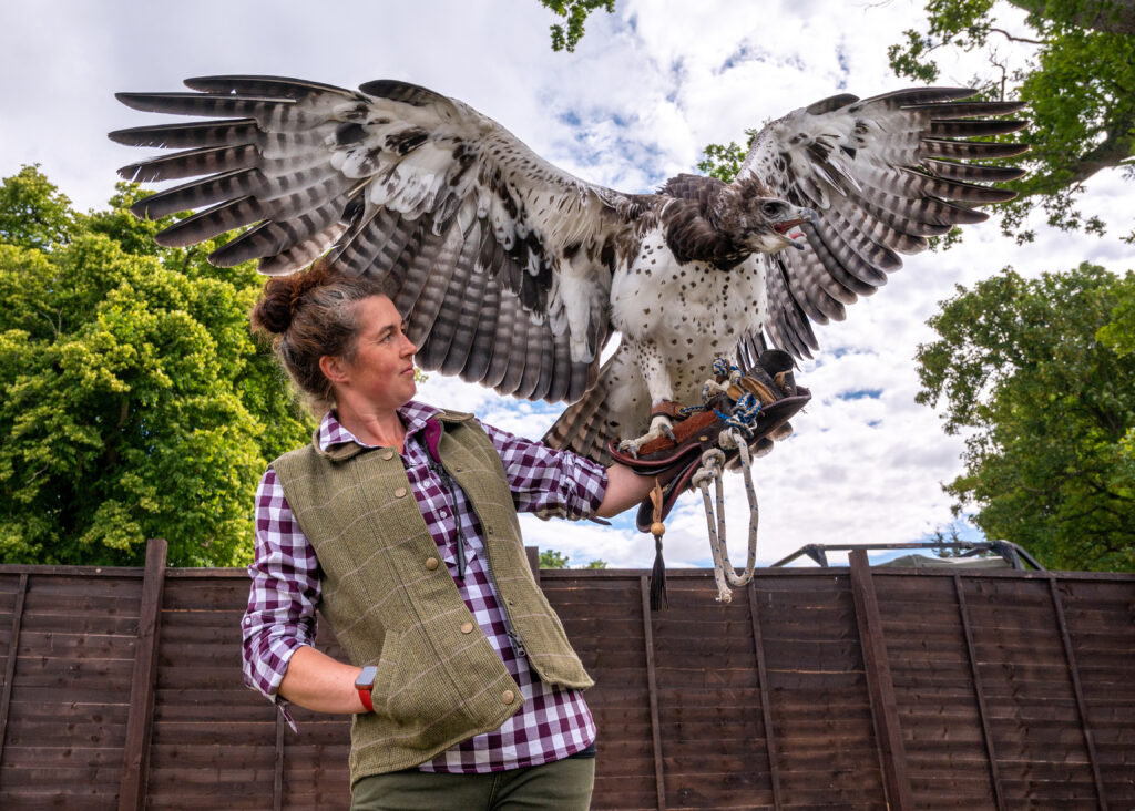 All images © Sandy Young Photography

The GWCT Scottish Game Fair 2022 at Scone Palace, Perthshire.
Day two (Saturday) of The GWCT Scottish Game Fair at Scone Palace in Perthshire. The annual event, which is the largest and longest-running game fair in Scotland, is an important fundraiser for the Game &amp; Wildlife Conservation Trust - charity that conducts research into vulnerable species such as capercaillie and salmon.
PICTURED Roxanne Blather of  Elite Falconry in Fife with a 6 year old Martial Eagle called Pebbles.

Web:   www.scottishphotographer.com
Blog: sandyyoungphotography.wordpress.com 
Mail:    sandy@scottishphotographer.com
Tel:      07970 268944

***Credit should read Sandy Young/scottishphotographer.com***