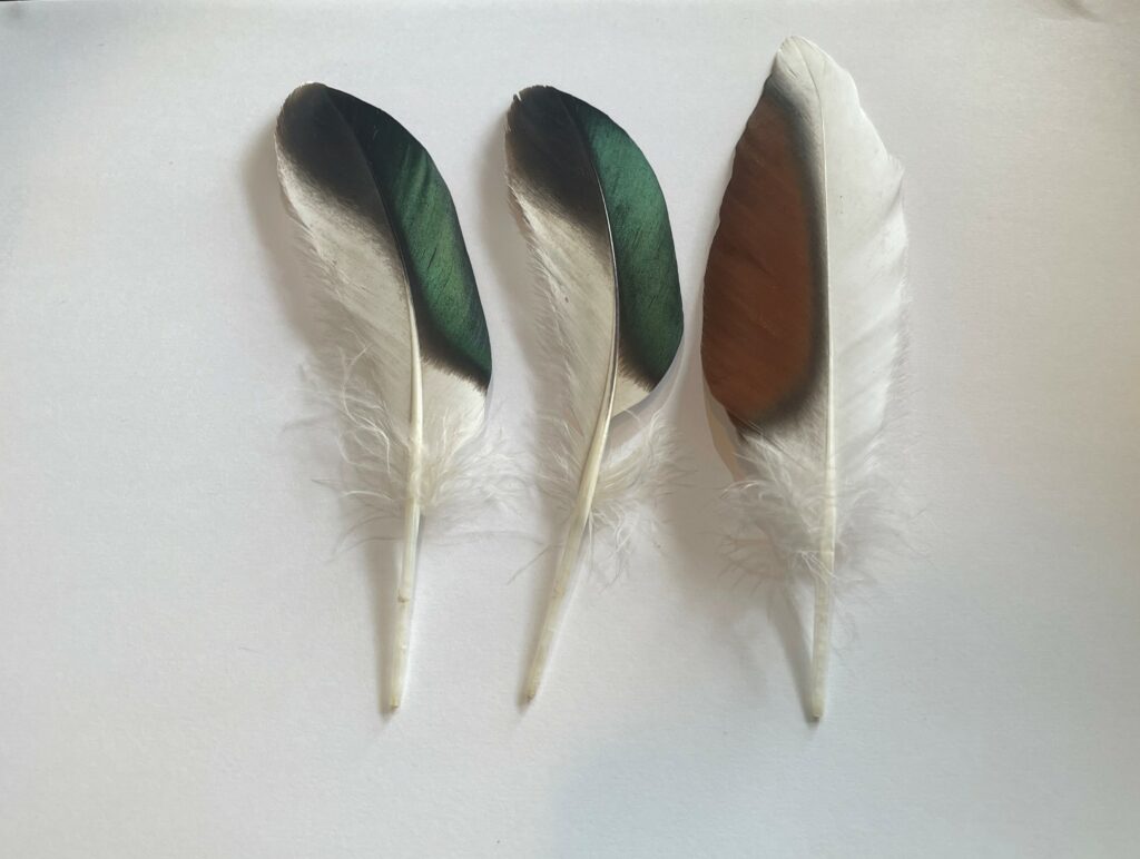 Shelduck_feathers_3_Ros_Green_original-35grse90i-1024x772