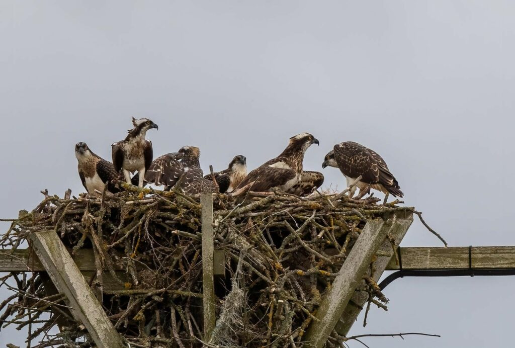 Four ospreys and their parents at Lochter fishery