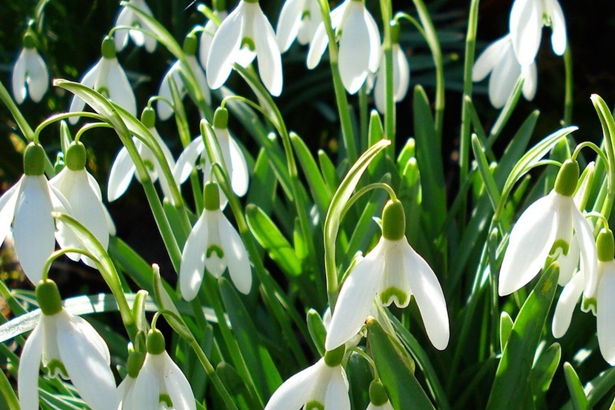 Snowdrops-2