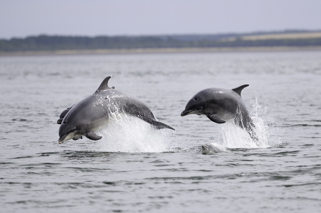 bottlenose-dolphins-off-Chanonry-Point-in-the-Moray-Firth