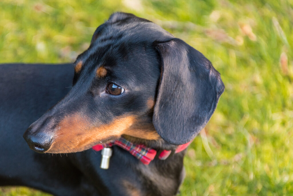 Black,And,Tan,Miniature,Dachshund,With,Tartan,Collar,And,Bow