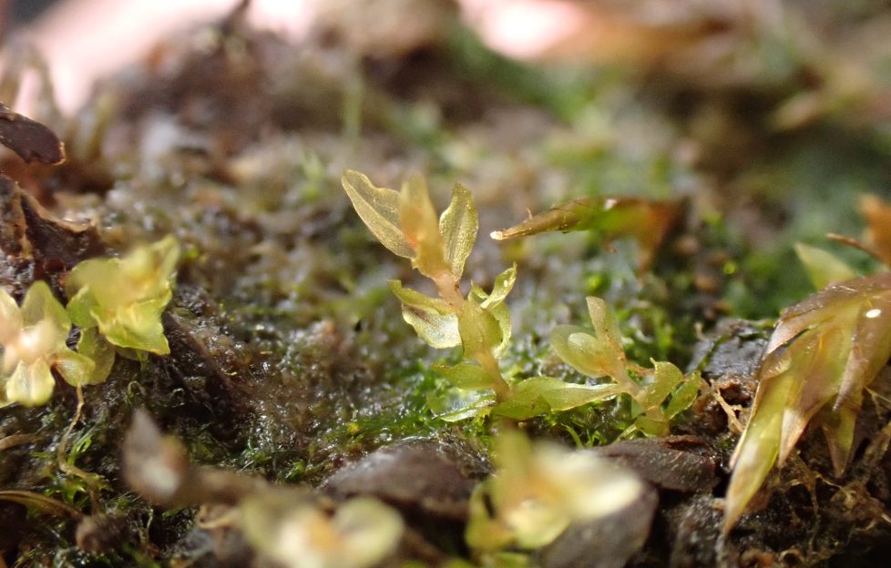 Round-leaved Bryum: Credit Joan McNaughton