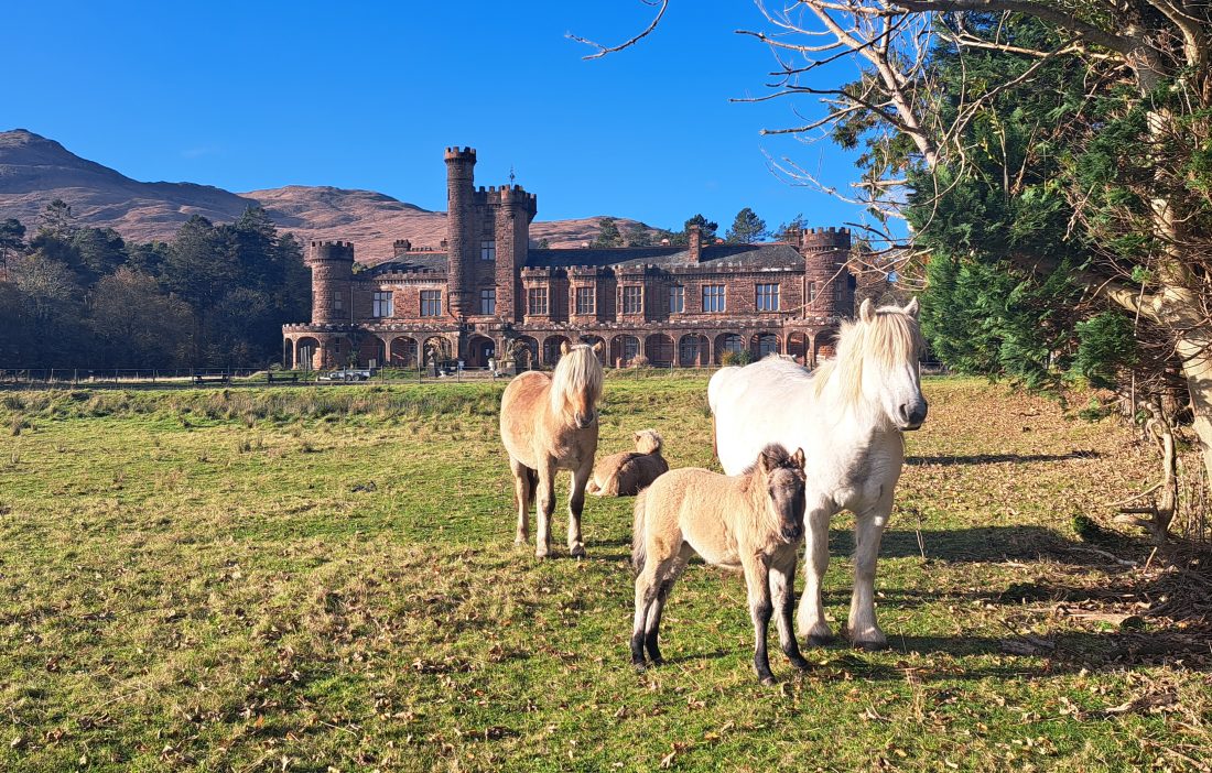 Minishal and her foal Shellesder in the foreground, with Fhuarain lying down behind. The other pony standing to the left is his sister Shuna. Credit: Lesley Watt/NatureScot