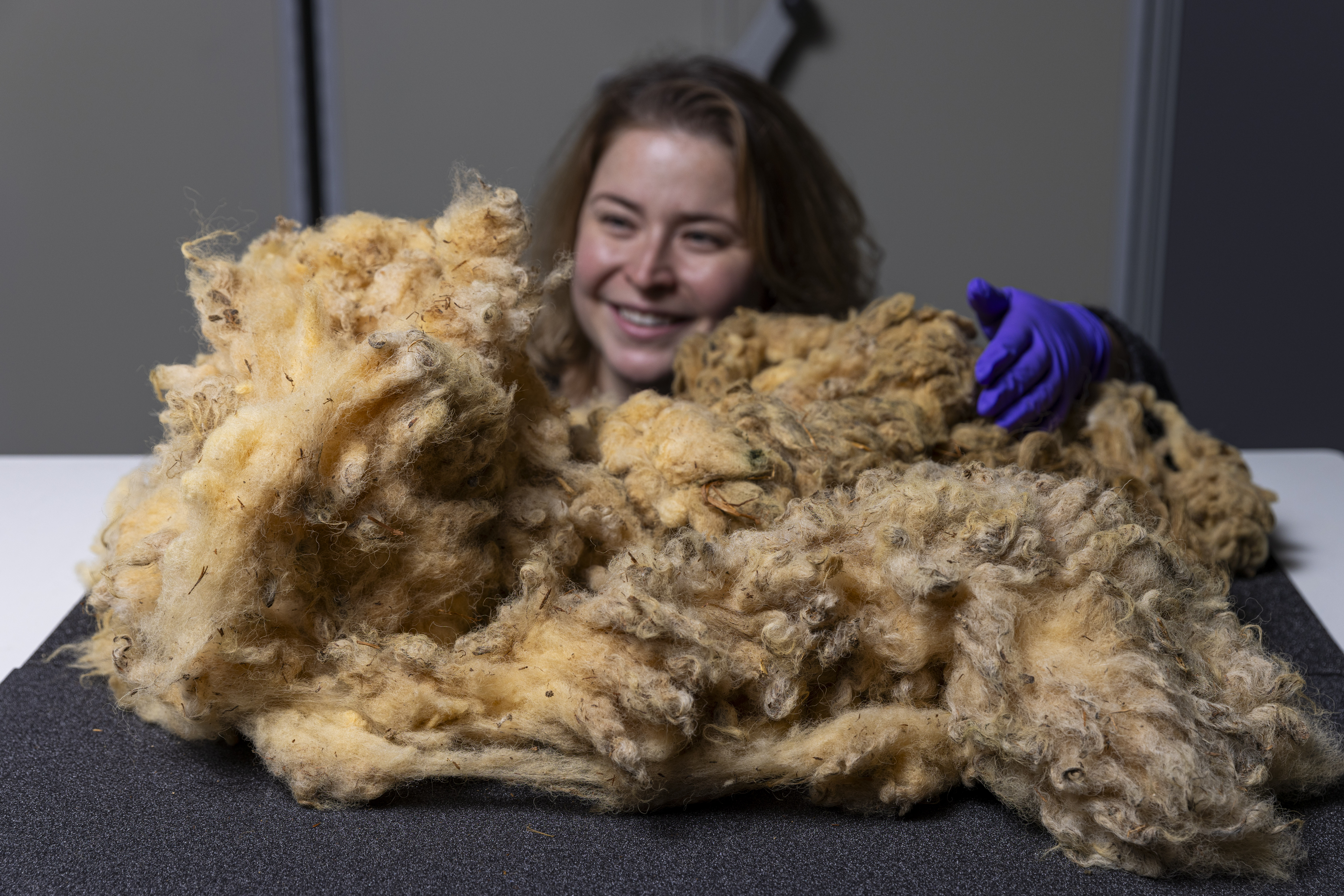 Curator Sophie Goggins with Dolly the Sheep fleece. Credit: Duncan McGlynn 