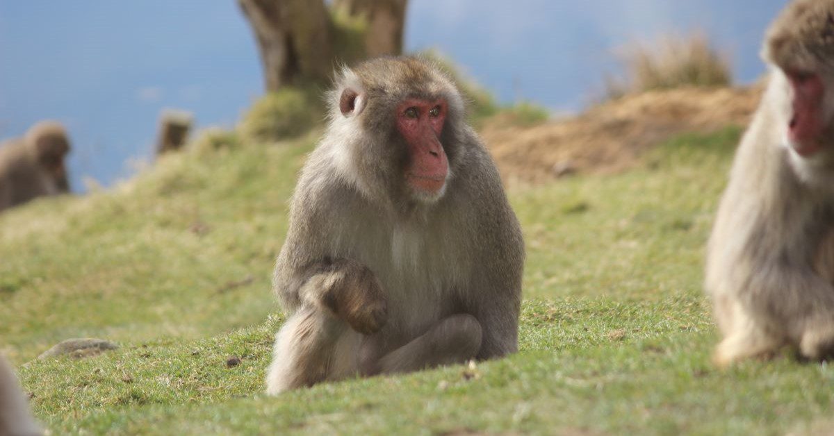 Runaway Monkey Finds New Home at Edinburgh Zoo for a Fresh Start