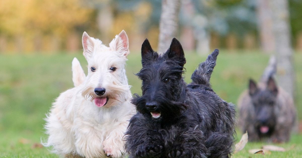 The future of the Scottish terrier could be under threat as the breed has fallen out of favour with dog lovers. Credit: Callalloo Fred/ Adobe Stock