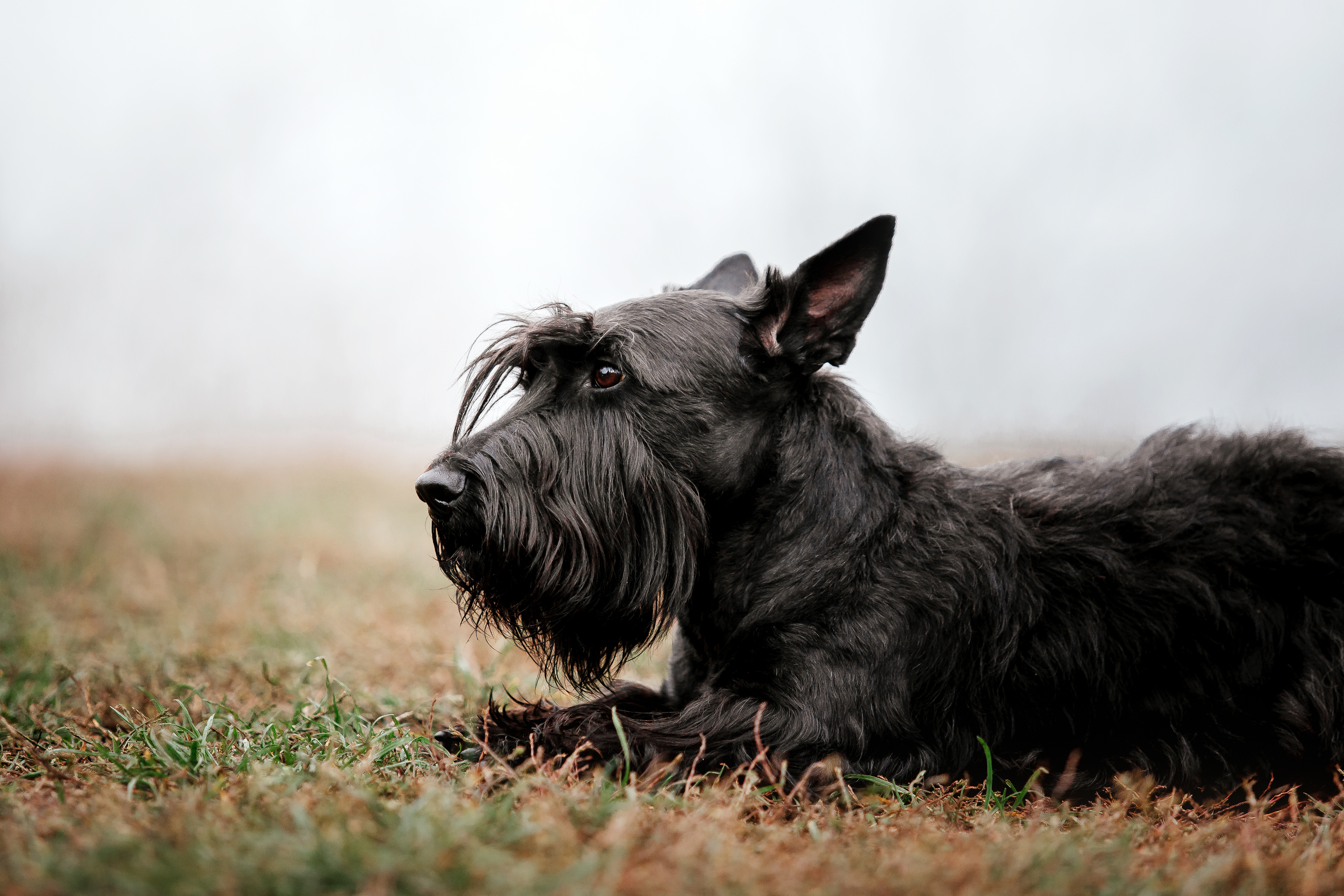 Scottish Terrier.