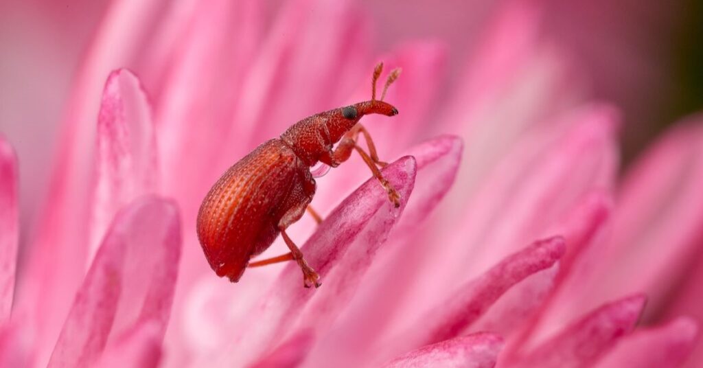 A bright red weevil (Apions frumentarium).