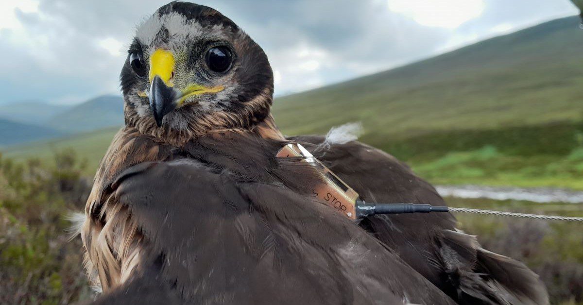 Mysterious Disappearance of Tagged Hen Harrier in Angus Raises Suspicion