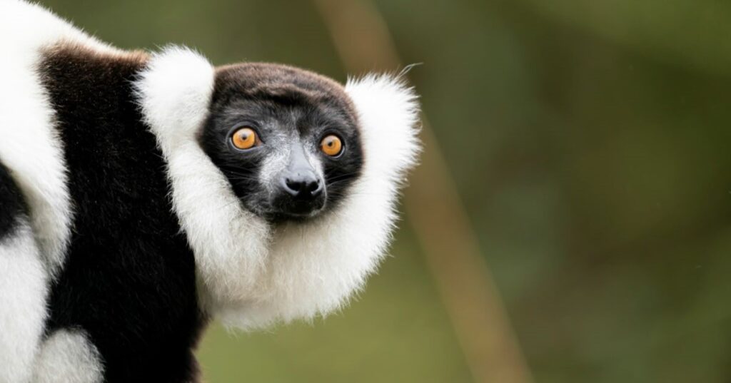 Researchers have discovered lemurs like listening to music. Credit: Adobe Stock