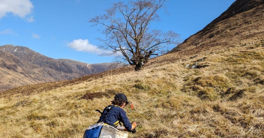 Young wych elm trees have been transferred from the Royal Botanic Garden Edinburgh and replanted in Forestry and Land Scotland managed Glen Affric.