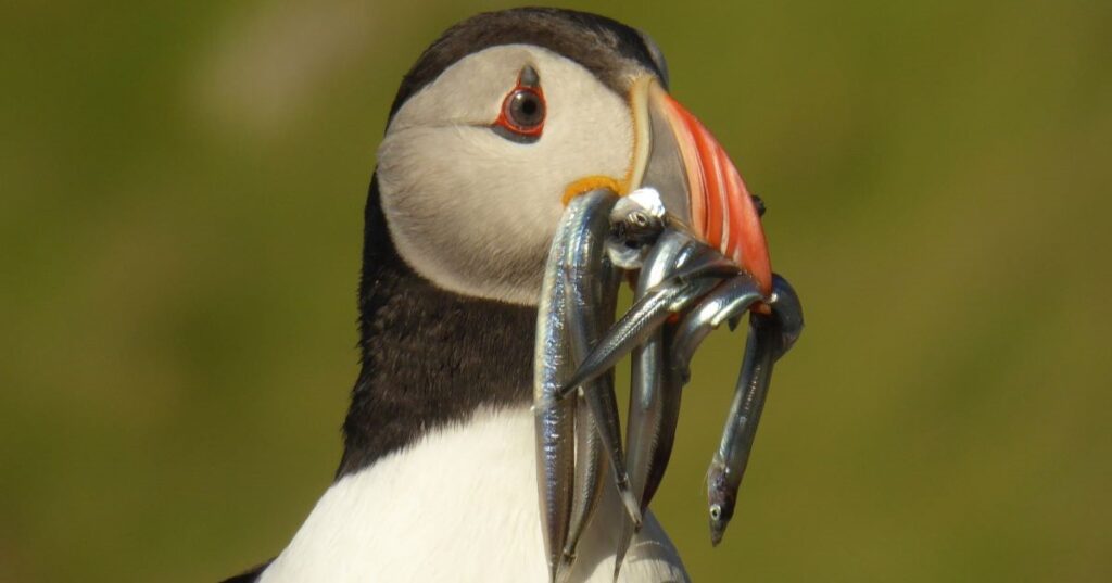 Puffin with sandeels. Credit Colin Wilkinson.