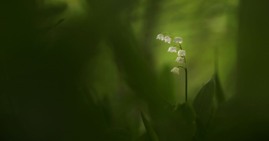 Lily of the Valley, taken in Edinburgh. Credit: Charles Everitt