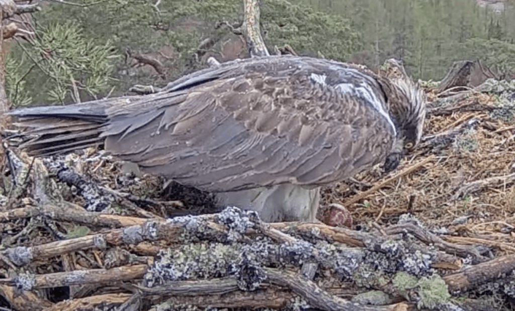 Female osprey Dorcha with her first egg. Credit: WTML