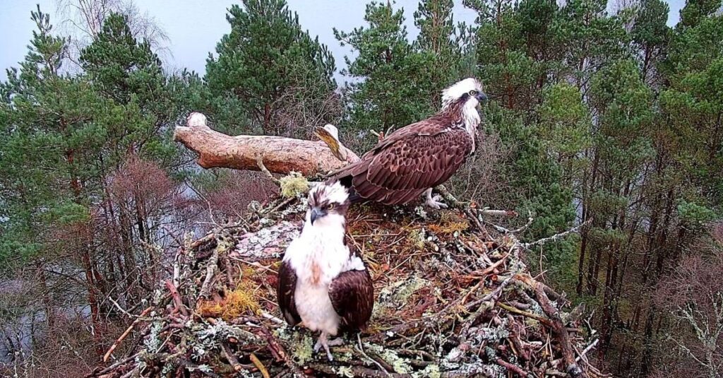 LM12 & NC0 on the nest. Credit: Scottish Wildlife Trust