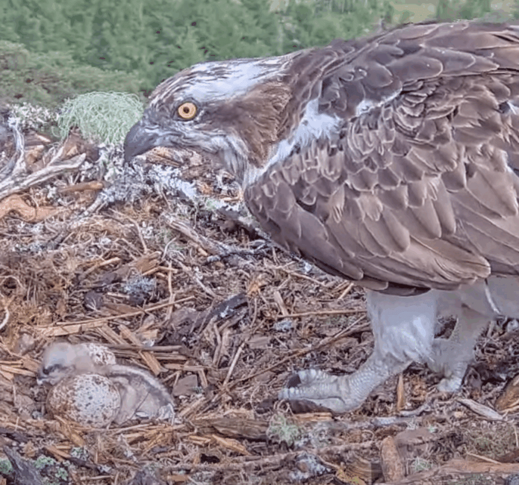 Chick slumped over unhatched egg with Mum Dorcha. Pic by WTML Chick slumped over unhatched egg with Mum Dorcha. Pic by WTML
