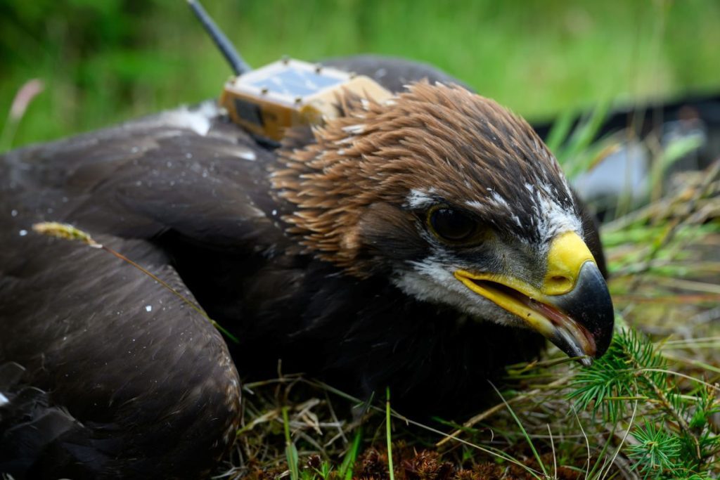 Golden Eagle Chick Tagging_25 Golden Eagle Chick Tagging_25