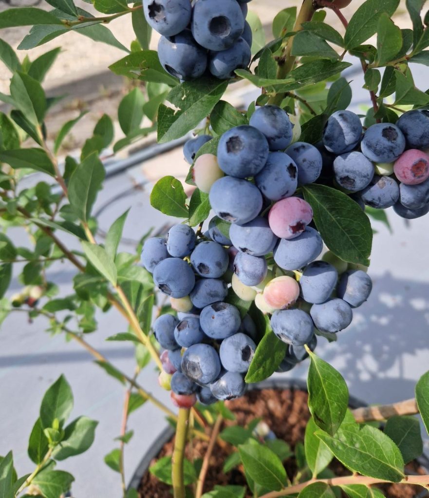 blueberry 2 blueberry 2