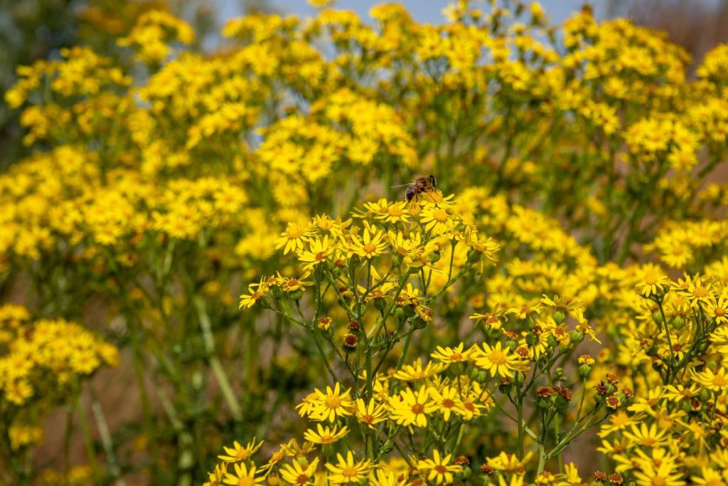 AdobeStock_517939327 Credit: Adobe Stock