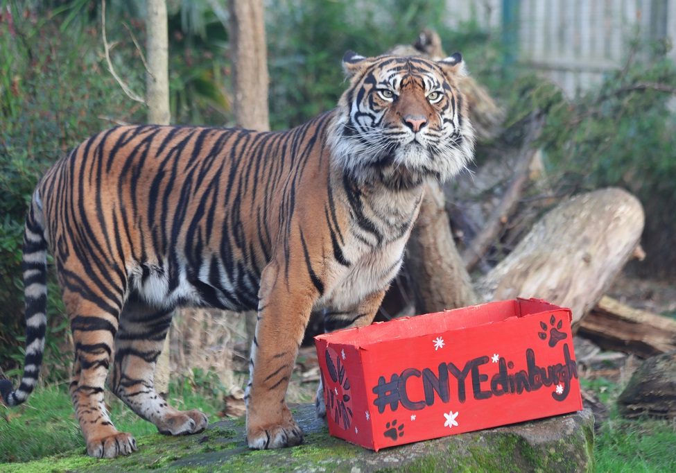 01_22_Lucu-Chinese-New-Year_JW-credit-Edinburgh-zoo-1thg04aj3