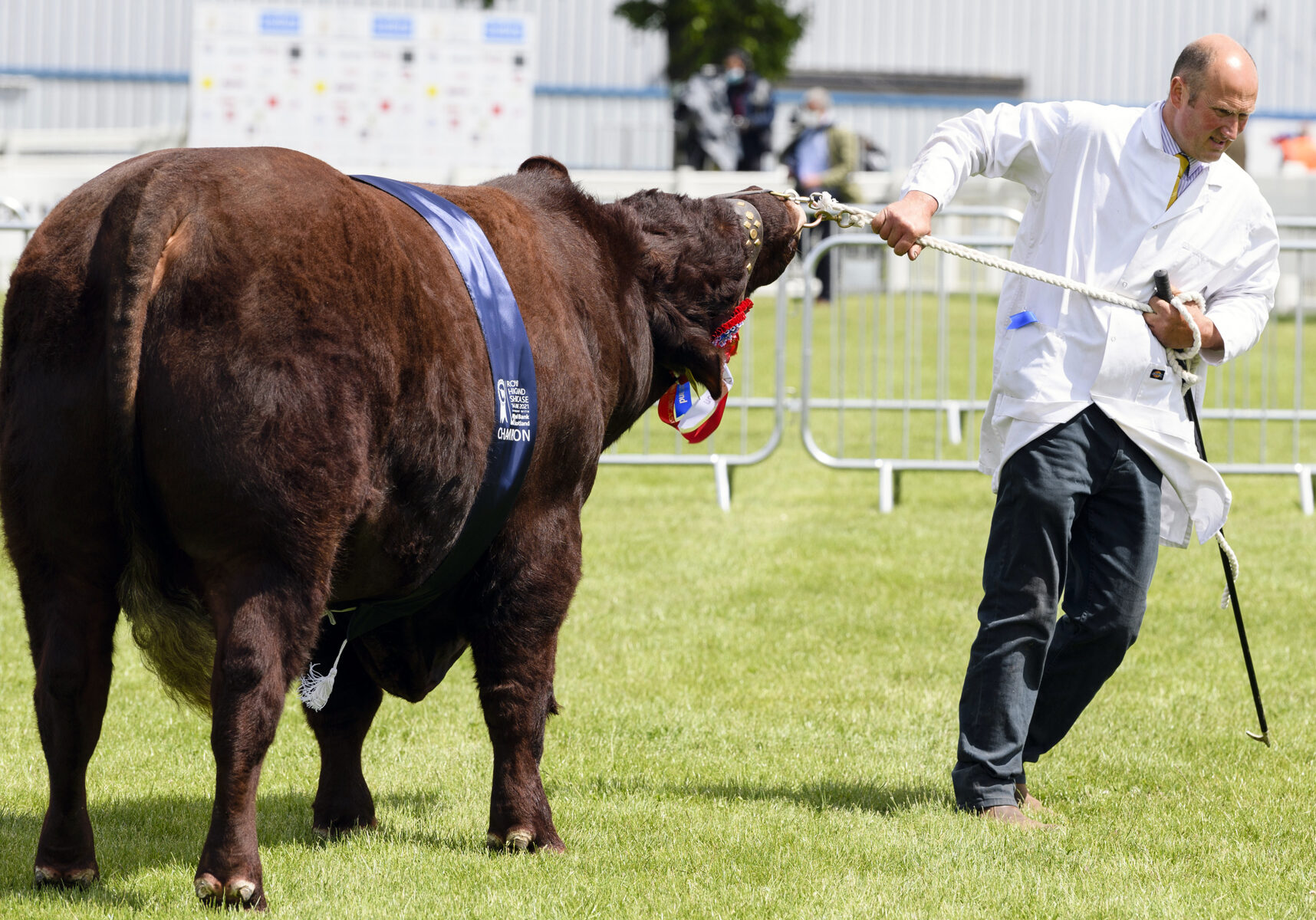 One competitor at the Royal Highland Showcase this year (Photo: Ian Georgeson)