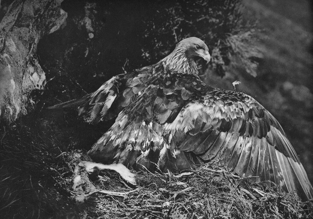 A golden eagle perched on its eyrie, photographed by Seton Gordon in 1920