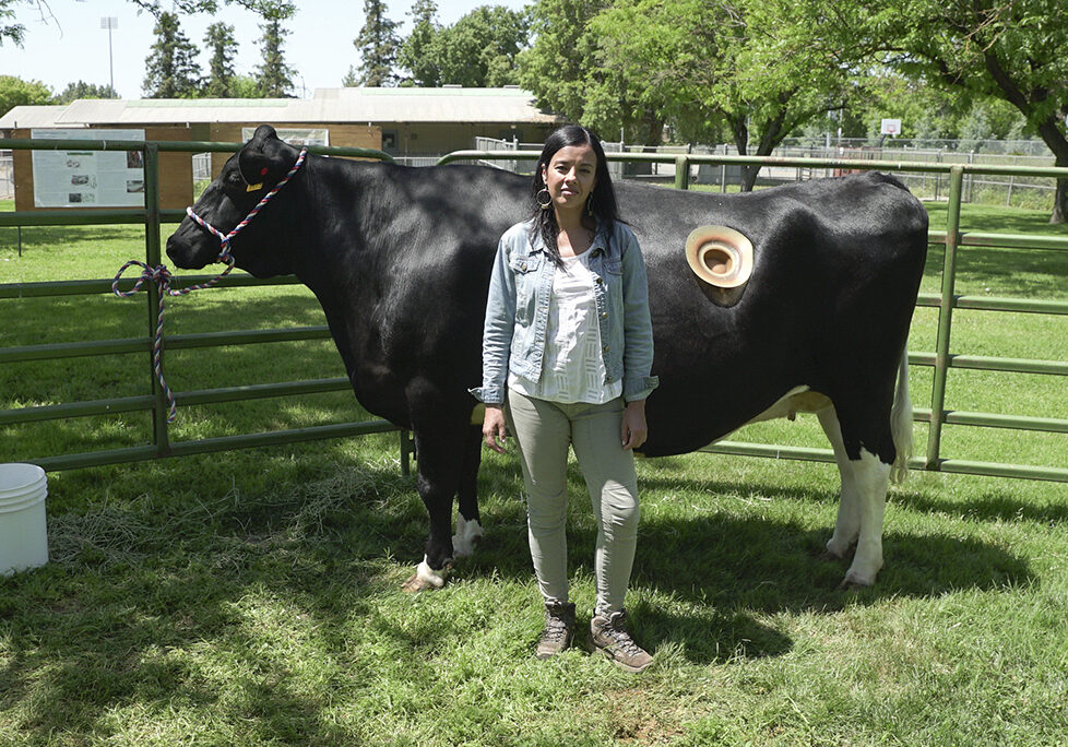 Liz Bonnin with a fistulated cow at UC Davis (Photo: Alisdair Livingstone)