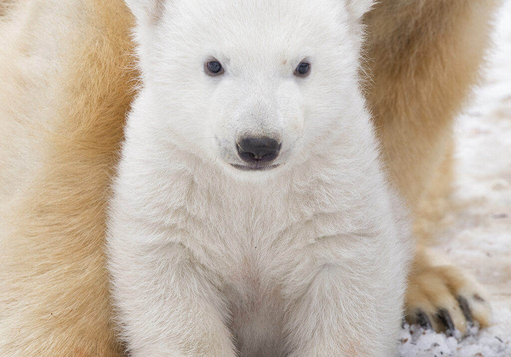 The polar bear cub was born in December