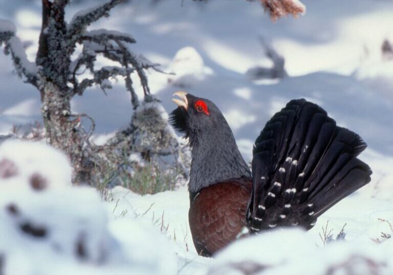 1Capercaillie in snow Credit: Michael Callan