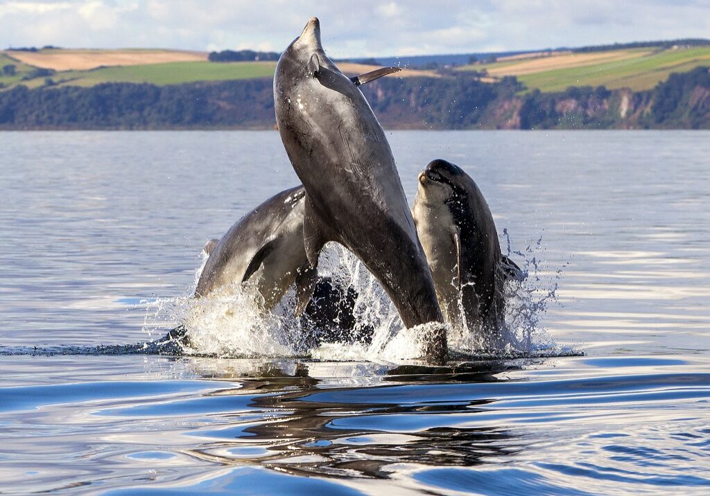 Male dolphins sometimes form ‘clubs’. (Photo: Charlie Phillips)