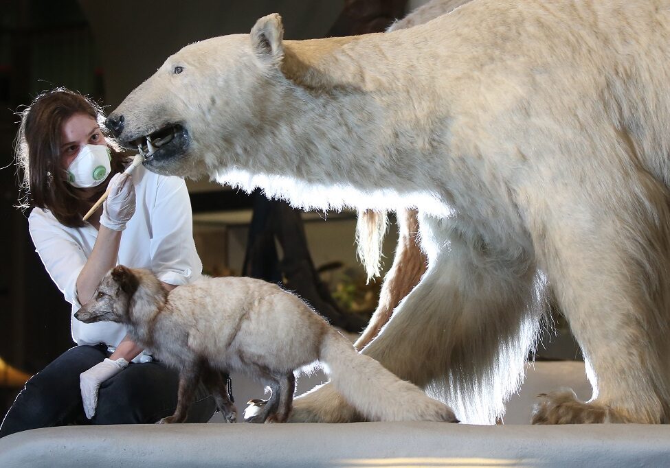 Anna Starkey, Collections Care Manager, National Museums Scotland brushes a polar bear (Photo: Stewart Attwood)