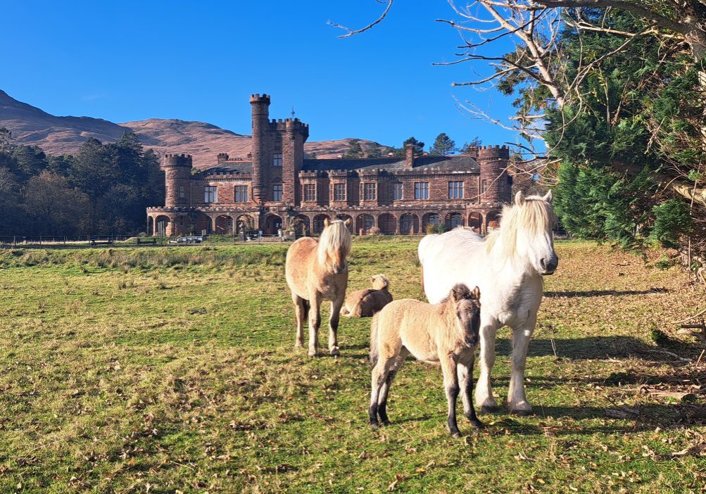 Minishal and her foal Shellesder in the foreground, with Fhuarain lying down behind. The other pony standing to the left is his sister Shuna. Credit: Lesley Watt/NatureScot