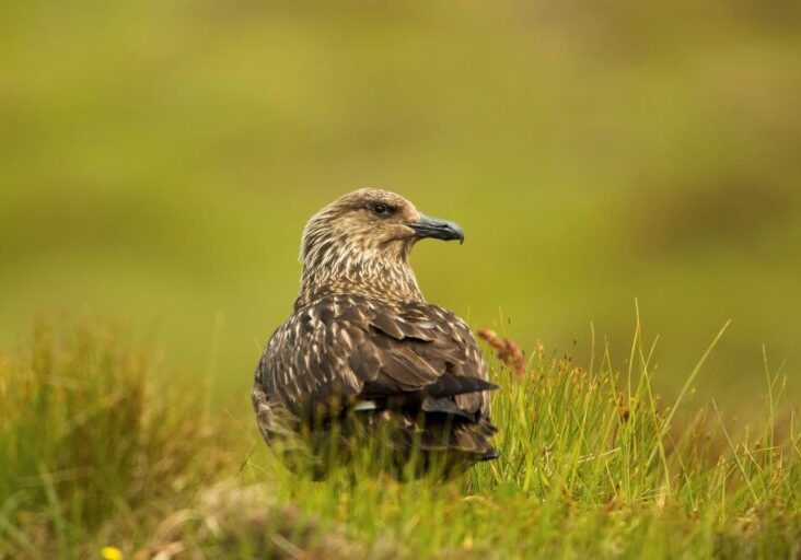2104996 Great Skua. Credit: Louise Greenhorn