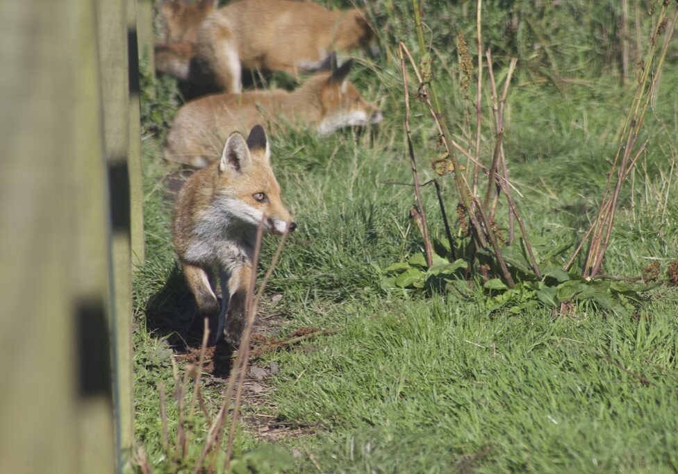 Young foxes at the SSPCA Wildlife Rescue centre (Photo: Maramedia) 