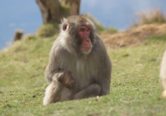 22_03_Snow monkey3_HW