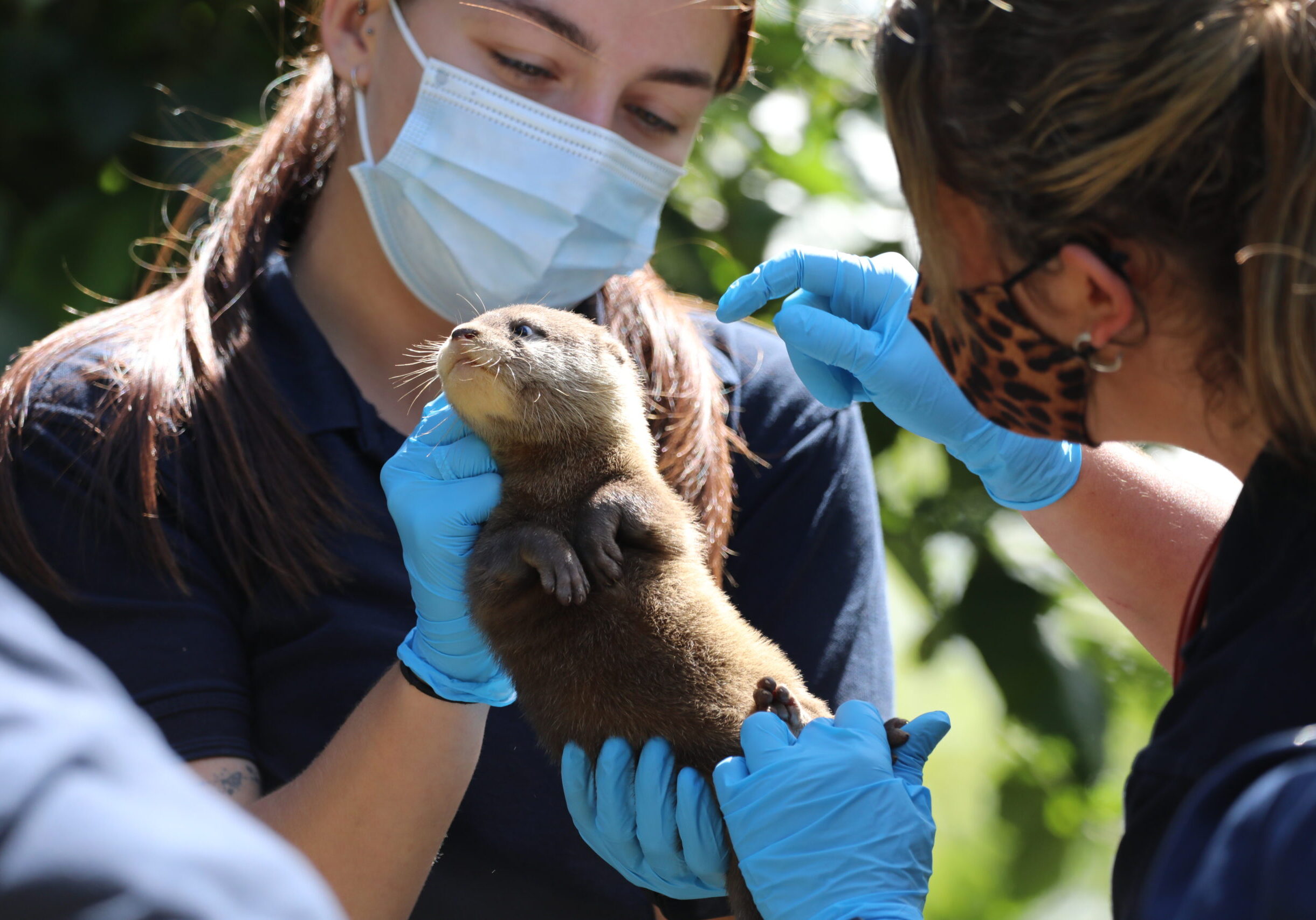 23_07_Otter-pups-health-check_AM-6-2d4xk4vso-scaled