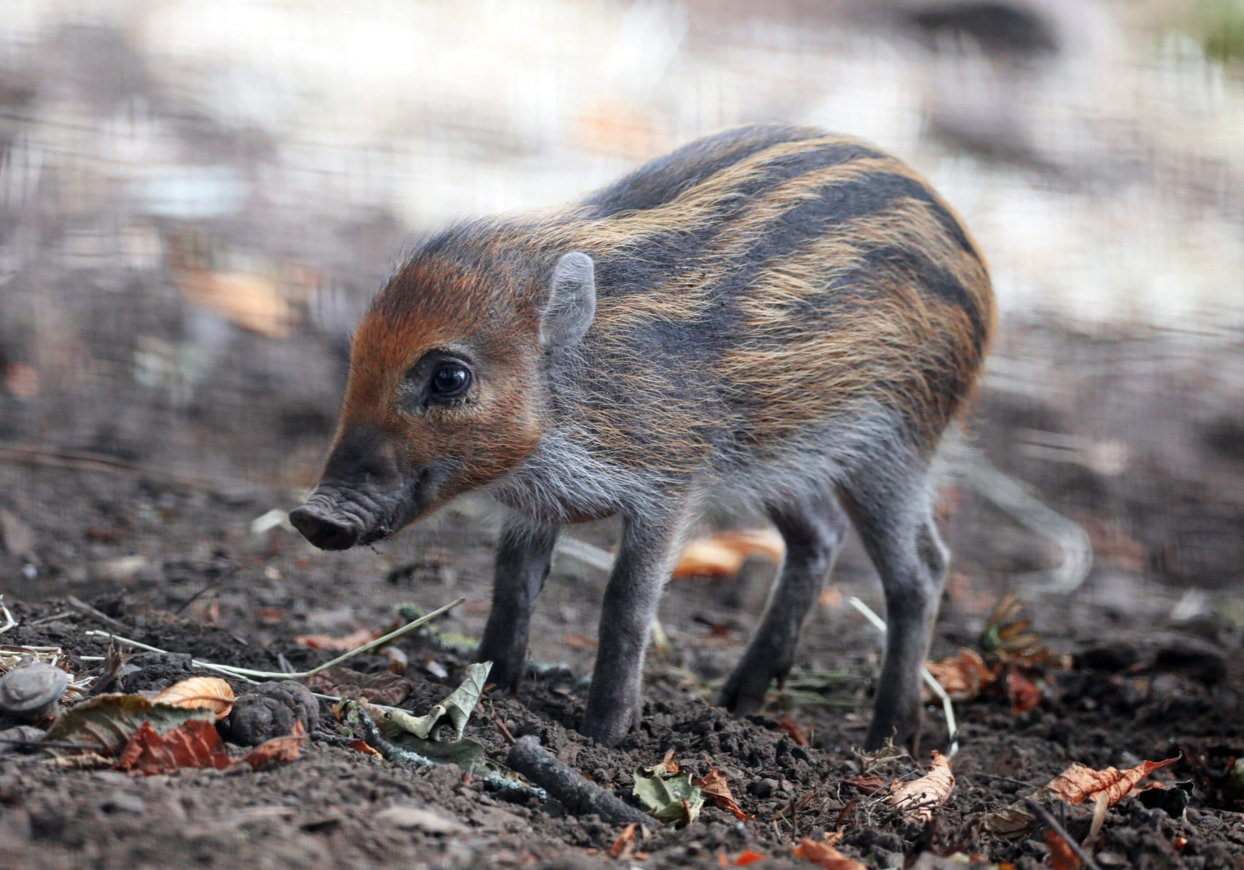 23_08_Visayan-warty-piglets-first-time-outdoors_AM-7-3fxhnfx3p-scaled