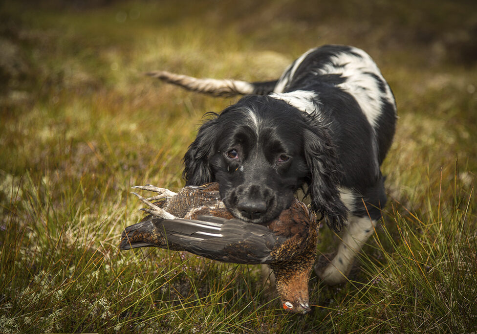 A fine retrieve