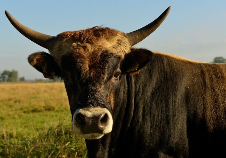 3_Tauros © Staffan Widstrand Tauros. Credit: Staffan Widstrand
