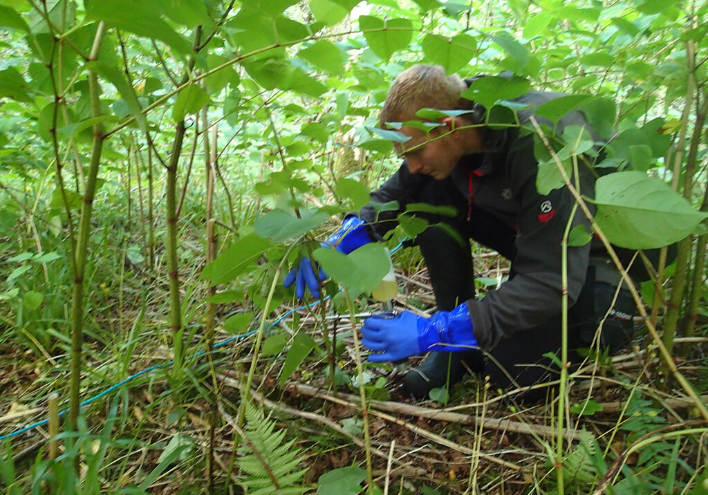 The hunt is on for Rhododendron ponticum and Japanese knotweed in Corrieshalloch Gorge