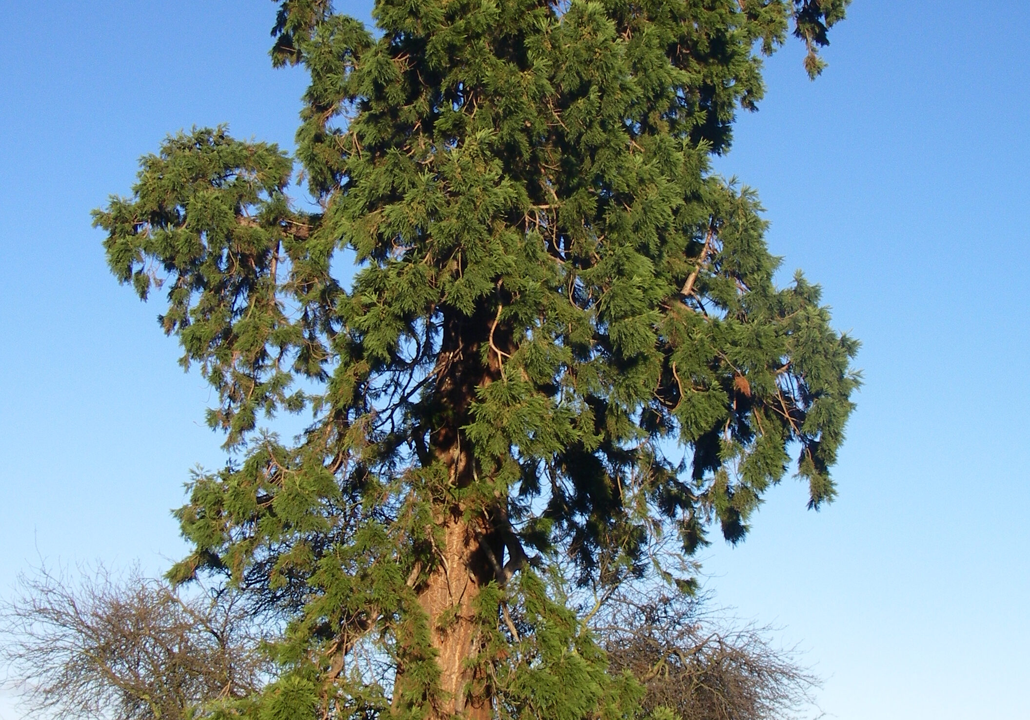 An original giant redwood planted in Scotland