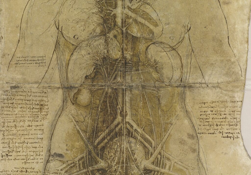 Leonardo da Vinci, The cardiovascular system and principal organs of a woman, c.1509-10 (Photo: Royal Collection Trust / Her Majesty Queen Elizabeth II)