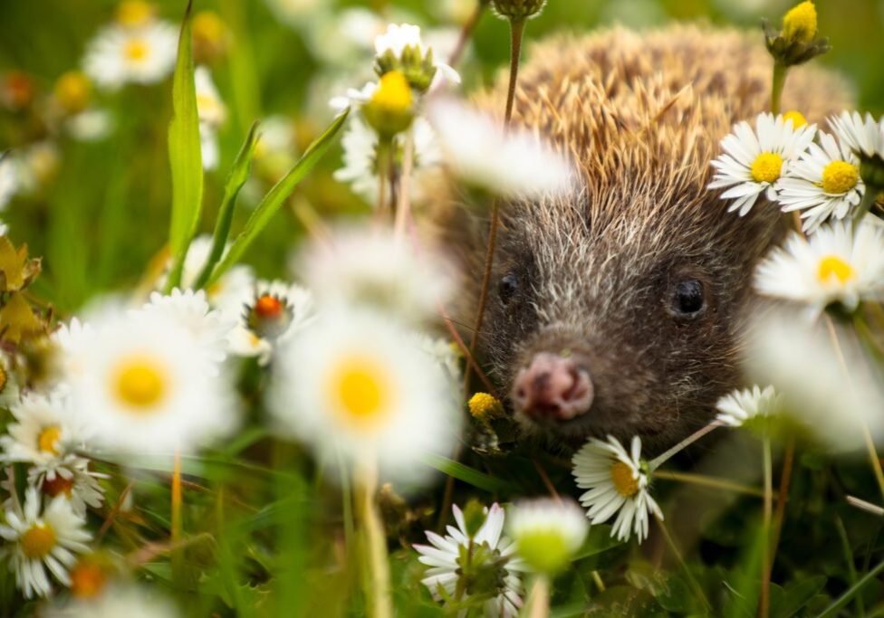 A-British-Hedgehog-S-Phoebe-Smith-1024x683