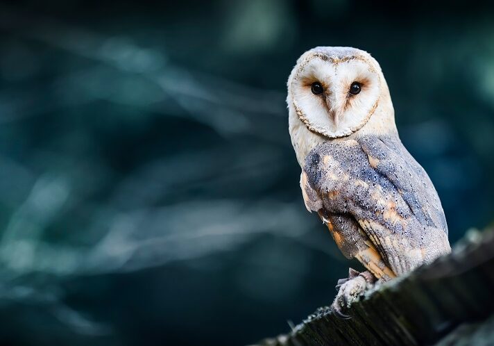 A barn owl (Photo: Krasula / Shutterstock)