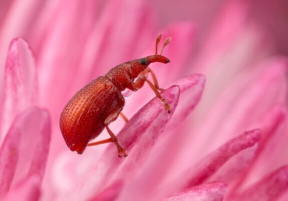 A bright red weevil (Apions frumentarium).