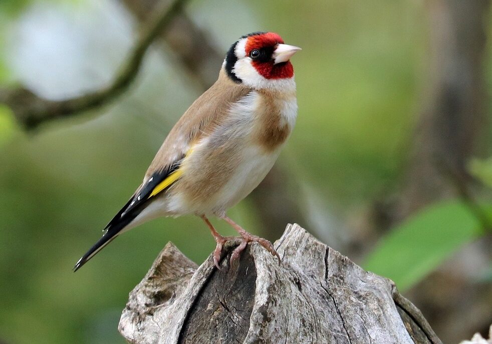 A goldfinch (Photo: J Las Wilson Photography / Pixabay.com)