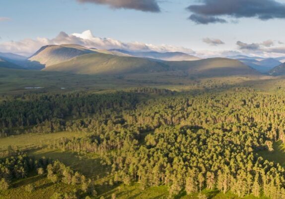 Abernethy forest, Cairngorms National Park. Credit: James Shooter