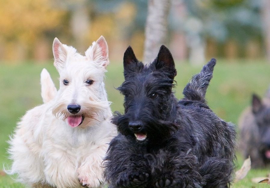 The future of the Scottish terrier could be under threat as the breed has fallen out of favour with dog lovers. Credit: Callalloo Fred/ Adobe Stock