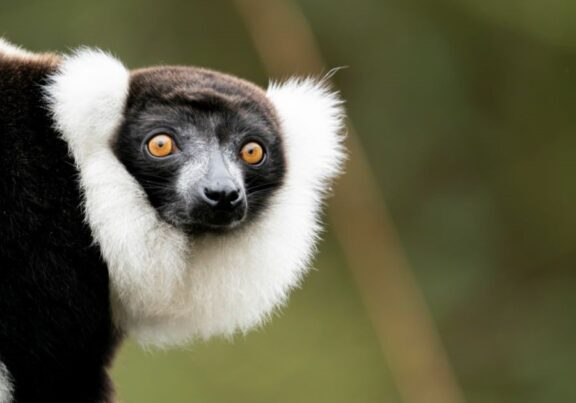Researchers have discovered lemurs like listening to music. Credit: Adobe Stock